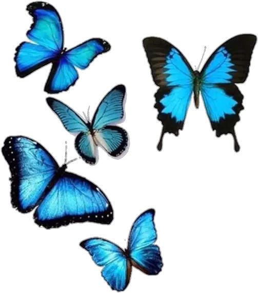  Image About Blue In Editing Needs By Amy Butterfly Png For Editing Butterflies Png