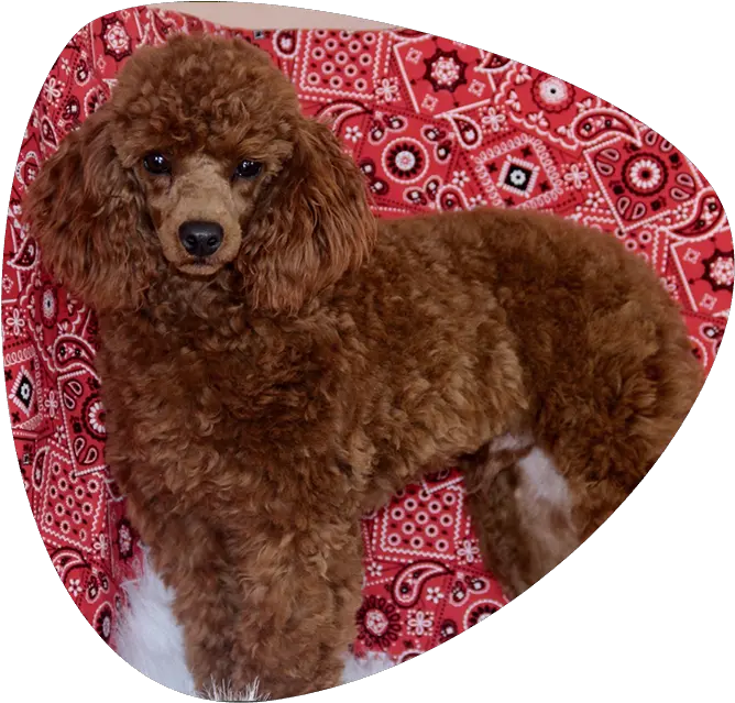  Home All American Poodle Standard Poodle Png Poodle Png