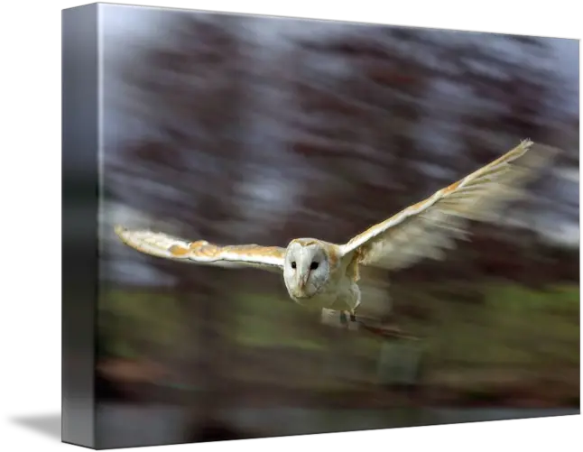  Barn Owl In Flight By Gordon Longmead Barn Owl Png Barn Owl Png