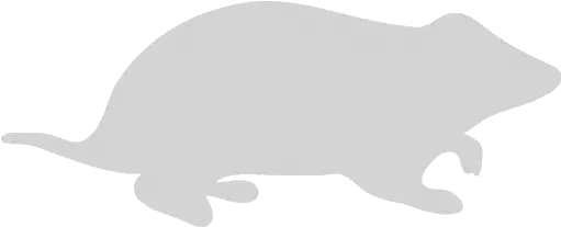  Light Gray Hamster Icon Marsupial Png Tail Light Icon