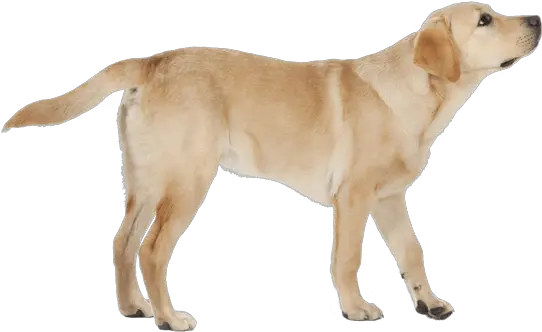  Labrador Retriever Golden Dog Labrador Png Yellow Lab Icon Png