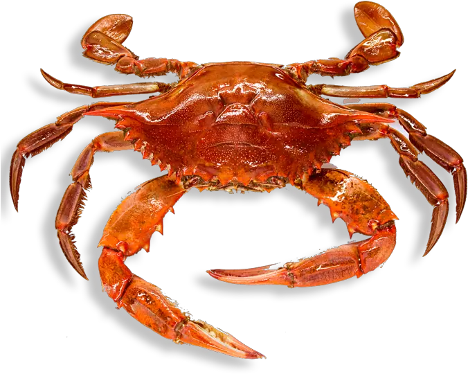  Crab High Quality Png Crab Png Crab Transparent Background