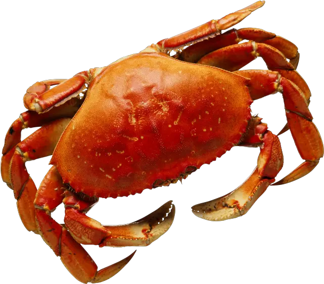  Crab Png Transparent Background Images Seaside Crab Crab Transparent Background