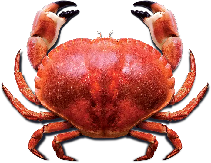  Crab Png Photo For Designing Projects Live Red Crab Crab Transparent Background