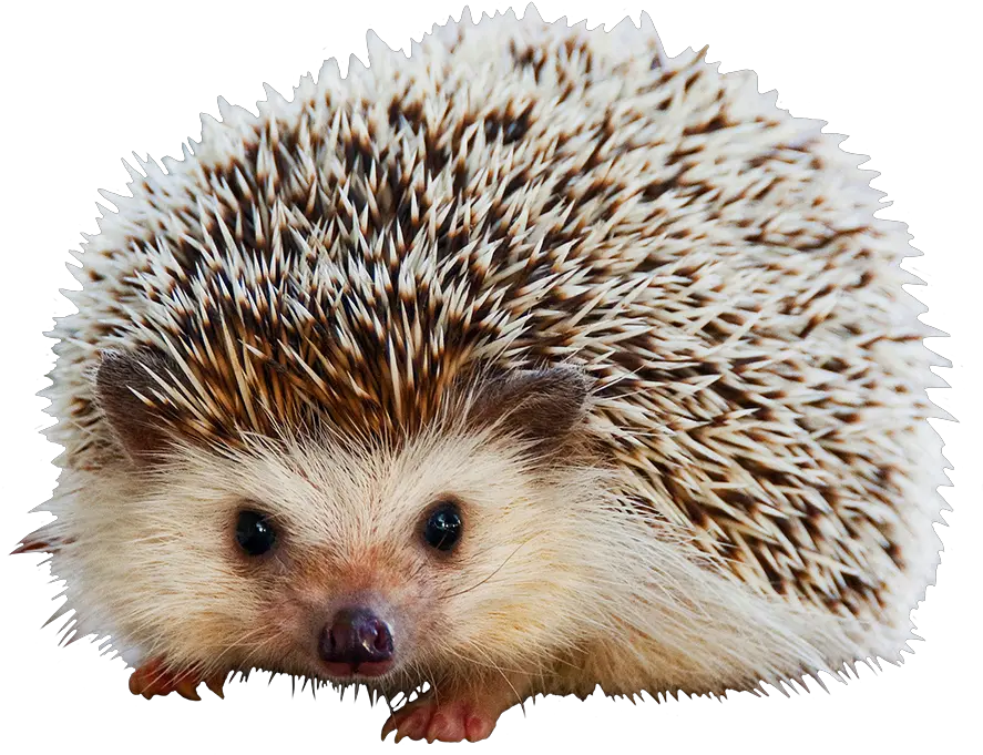  Hedgehog Clipart Do Hedgehogs Smell Bad Png Animal Clipart Png