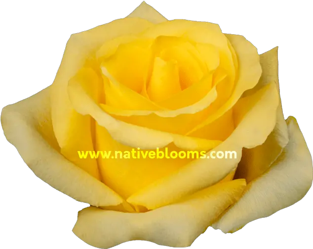  Tara Roses Wholesale Ecuadorian Native Blooms Floribunda Png Yellow Rose Png