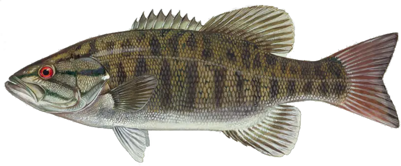  15 Bass Fish Png For Free Download Smallmouth Bass Bass Fish Png