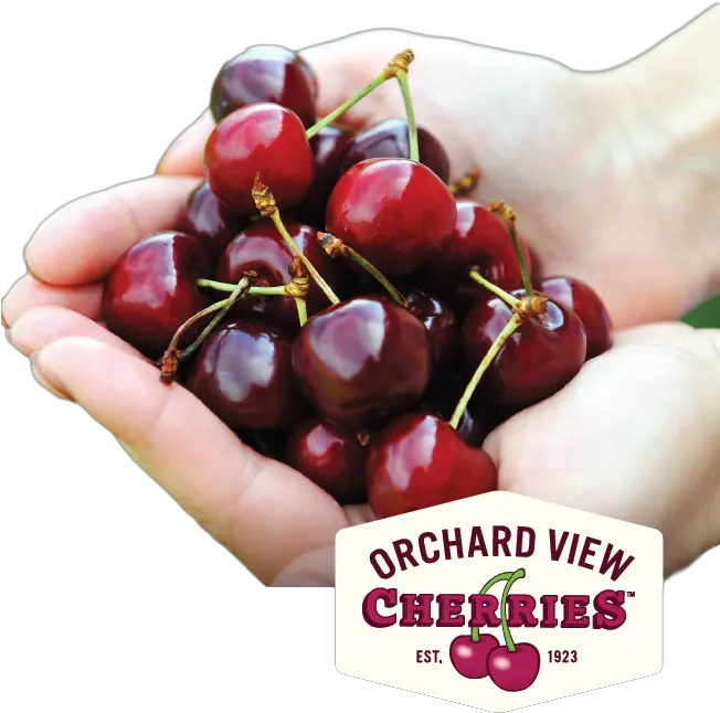  Cherry Recipes Archive Orchard View Cherries Orchard Cherry Png Cherries Png