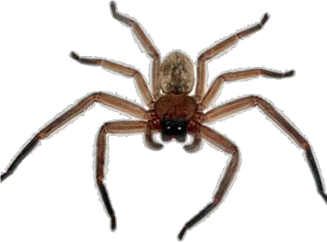  Spider Png Transparent Images 12 361 X 256 Webcomicmsnet Spider Transparent