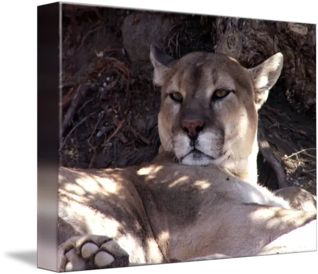  Cougar Png Mountain Lion