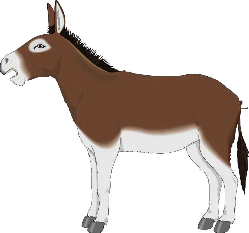  Png Mule Transparent Mulepng Images Pluspng Cartoon Donkey Clipart Donkey Png