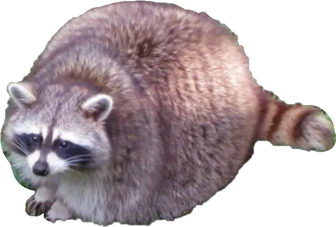  Popular And Trending Raccoon Stickers Fat Raccoon Png Raccoon Transparent Background