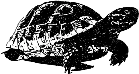  Black Tortoise Feng Shui Black Tortoise Png Tortoise Png