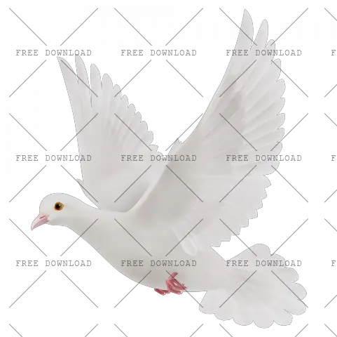  Dove Bird Png Image With Transparent Stock Dove Dove Transparent