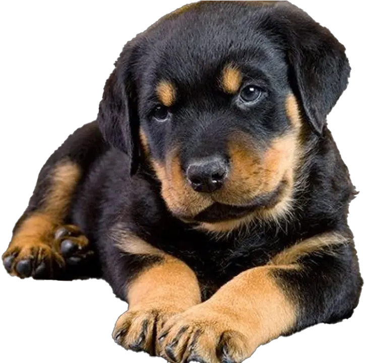  Rottweiler Puppy Png Free Image All Rottweiler Puppy Transparent Background Puppy Png