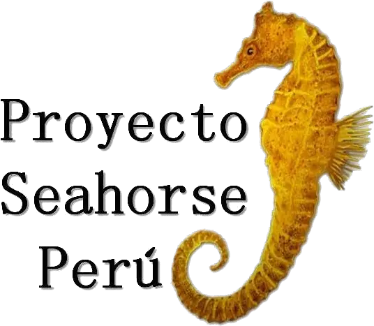  Proyecto Seahorse Peru The Trust Seahorse Peru Png Sea Horse Png