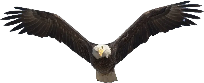  1200 X 735 25 Soaring Eagle Png Clipart Full Size Bald Eagle Migration Birds Golden Eagle Png