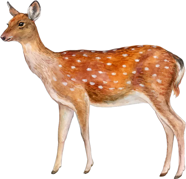  Download Deer Png Image Spotted Deer With White Background Transparent Background Deer Png Deer Png