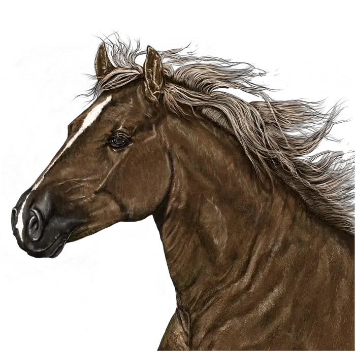  Horse Head Png Portrait Horse Art Digital Artwork Horse Portrait Png Horse Head Png