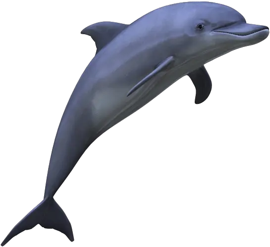  Dolphin Free Png Image Dolphin Png Fin Png