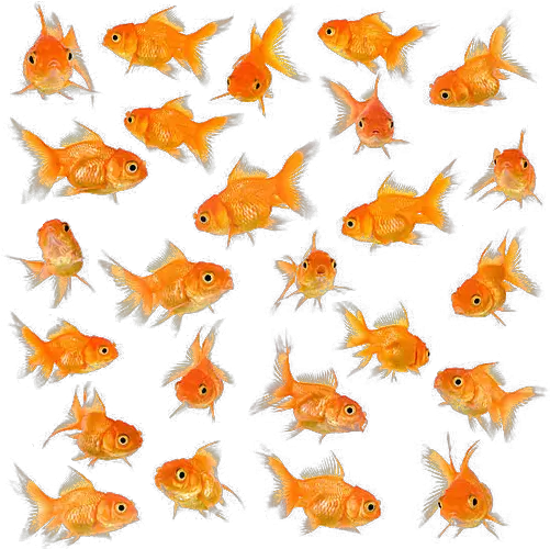  Download Little Fish Big Swimming Goldfish Background Big Size Png Fish Swimming Png