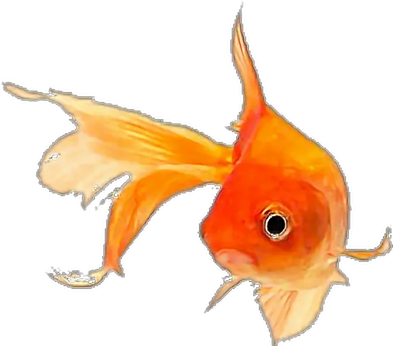  Fish Goldfish Sticker By Pennyann Gold Fish Png Goldfish Transparent