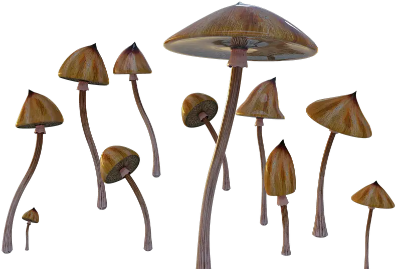  Mushrooms Psychedelic Cubensis Free Image On Pixabay Mushroom Transparent Background Psychedelic Png Mushroom Transparent Background