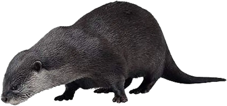  Sea Otter Animal Vole Sea Otter Png Otter Png