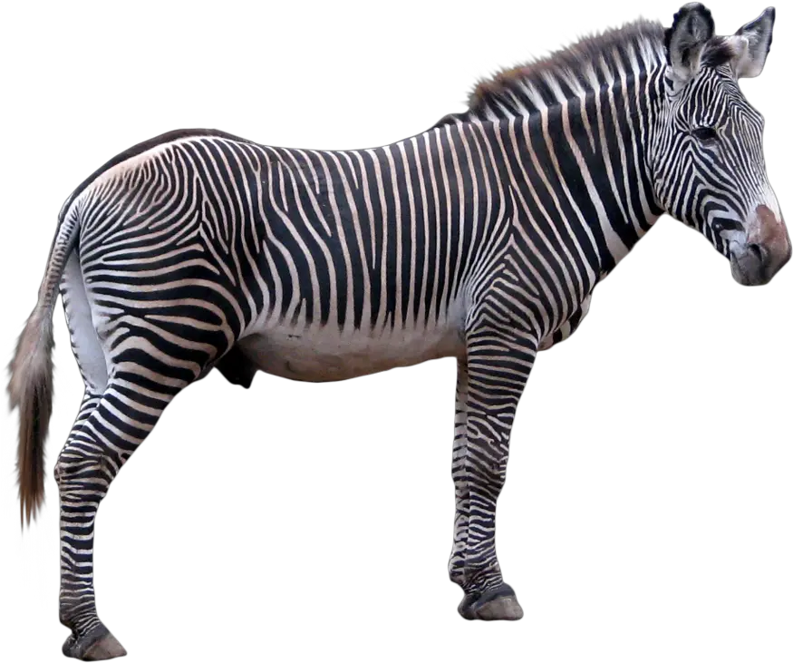  Zebra Png Icon Zebra Transparent Background Zebra Png