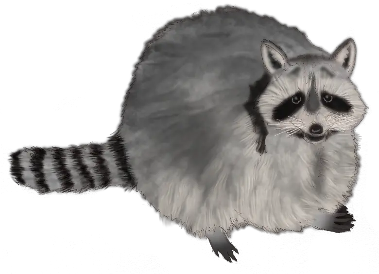  Raccoon Familiar Animals Cats Procyon Png Raccoon Transparent