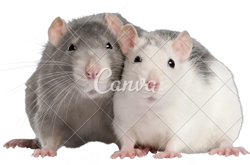  Download Hd Cute Pet Rats Two Rats Png Rat Png