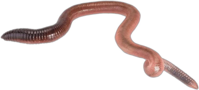  Earth Worm Transparent Png Stickpng Earthworm Sally Png Earth Transparent Background