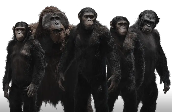  Ape Png Planet Of The Apes Png Ape Png