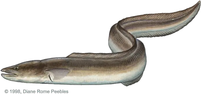  International Game Fish Association American Eel Png Eel Png