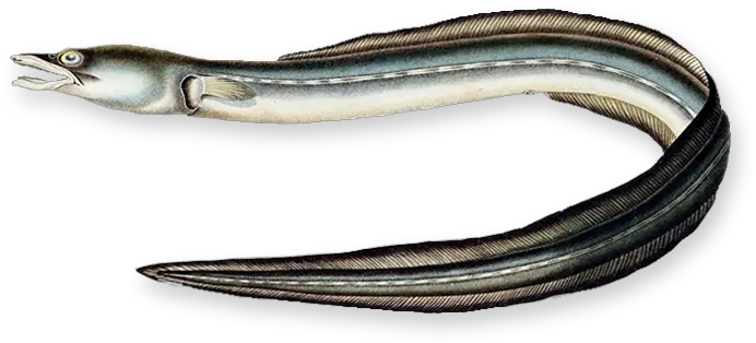  Eel American Eel Png Eel Png