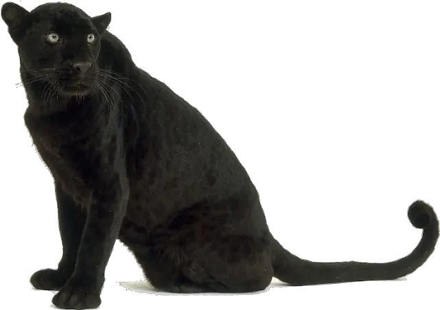  Black Leopard Images Black Panther Animal Png Panther Transparent Background