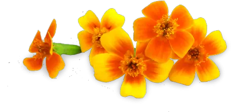  Micro Marigolds Lovely Png Marigold Transparent