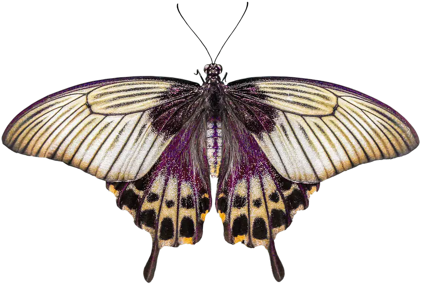  Butterfly Wing Png Nature Animals Butterfly Insect Fly Motyl Plakat Butterfly Wing Png