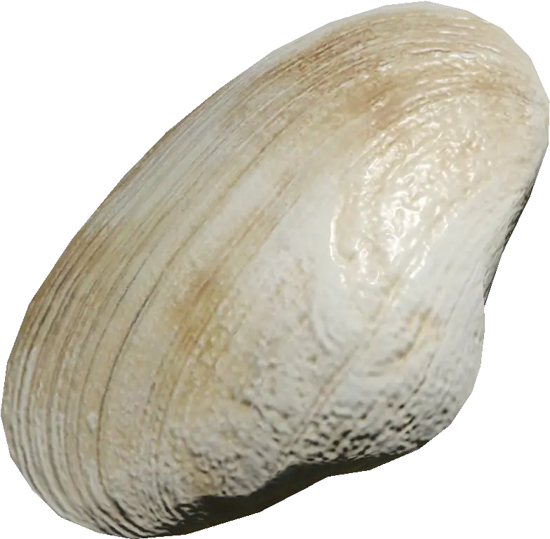  Clam Baltic Macoma Png Clam Png