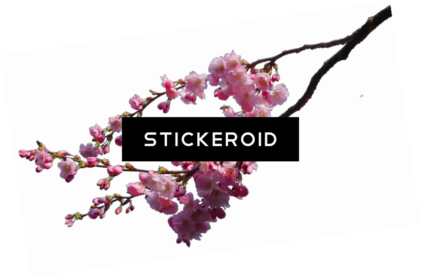  Cherry Blossom Flower Cherry Blossom Branch Png Cherry Blossom Flower Png