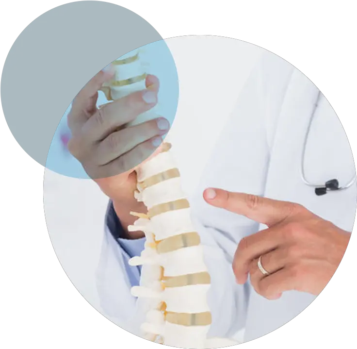  Spine Vertebral Column Png Spine Png