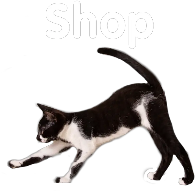  Cat Depot Domestic Cat Png Cat Transparent