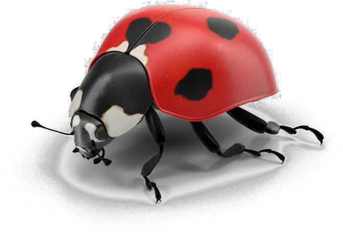  Download Hd Ladybug Png Pic Real Ladybug Png Ladybug Png