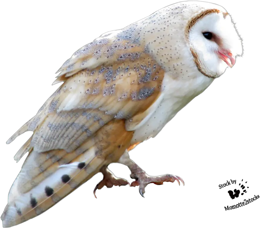  Download Barn Owl Png Free Transparent Barn Owl Owl Png