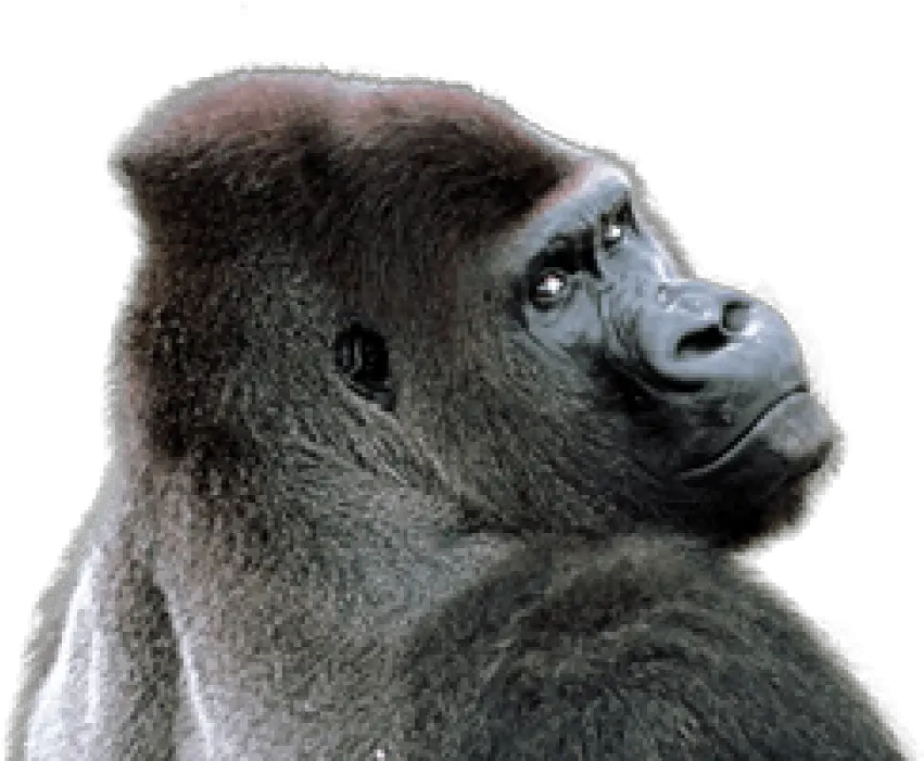  Free Png Gorilla Images Transparent Gorilla Transparent Png Gorilla Png