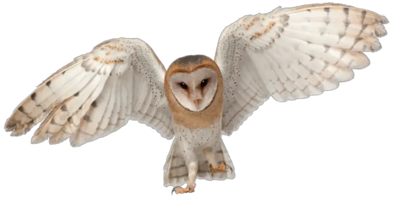  Barn Owl Barn Owl Png Barn Owl Png