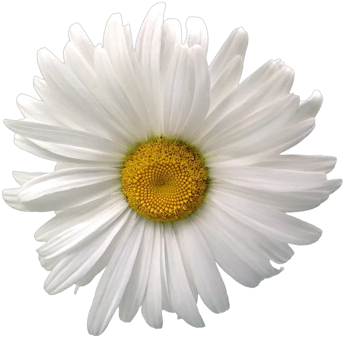  Margarita Flor Png 3 Image Daisy Flower White Background Margarita Png