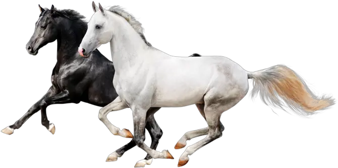  Horse Icon Two Horses Png Horses Png