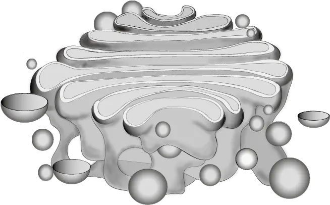  201601 Golgi Body Golgi Apparatus Png Body Png