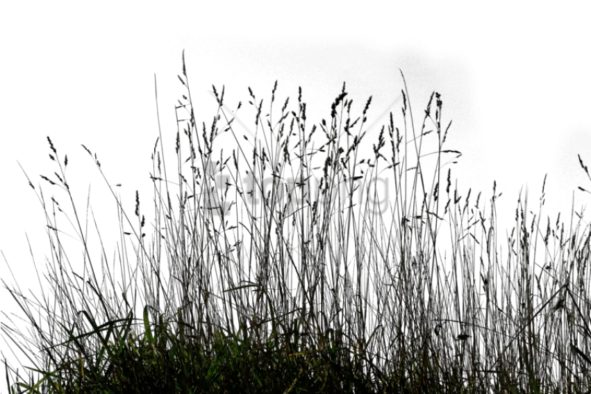  Grass Background Png Long Grass Image With Transparent Tall Grass Png Grass Png